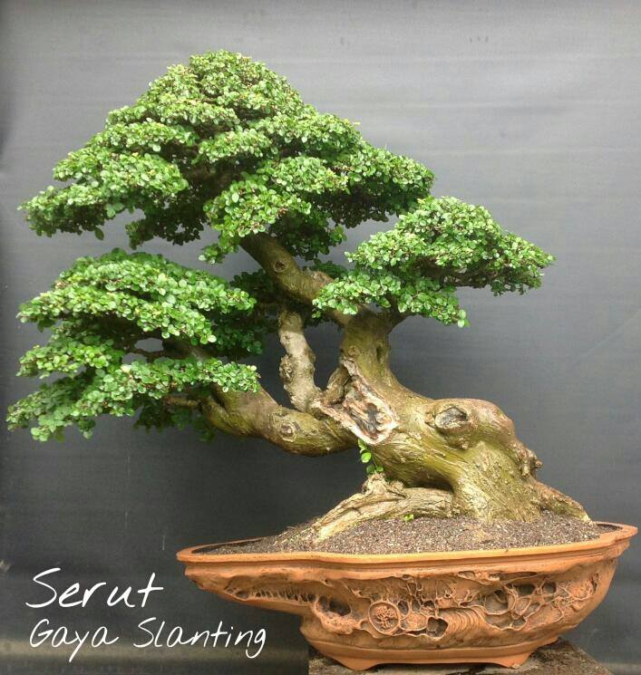 Detail Bonsai Model Miring Nomer 28