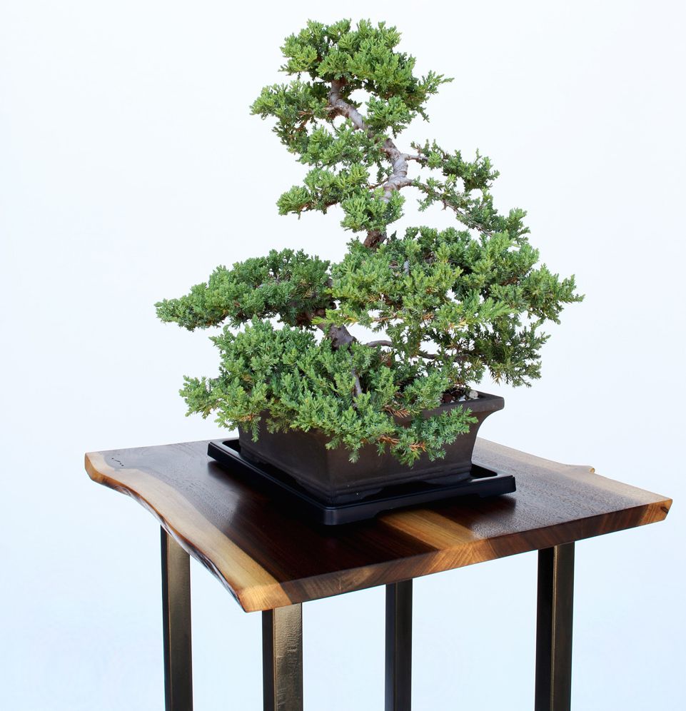 Detail Bonsai Model Miring Nomer 29