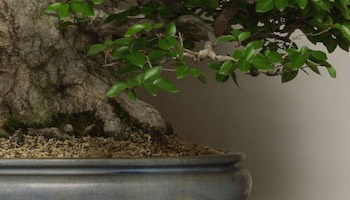 Detail Bonsai Model Miring Nomer 30