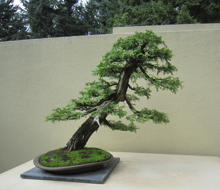 Detail Bonsai Model Miring Nomer 31