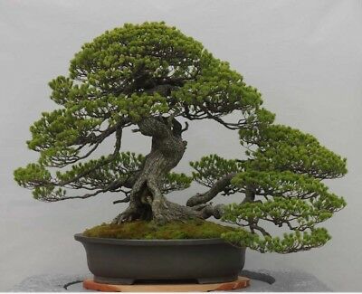 Detail Bonsai Model Miring Nomer 34