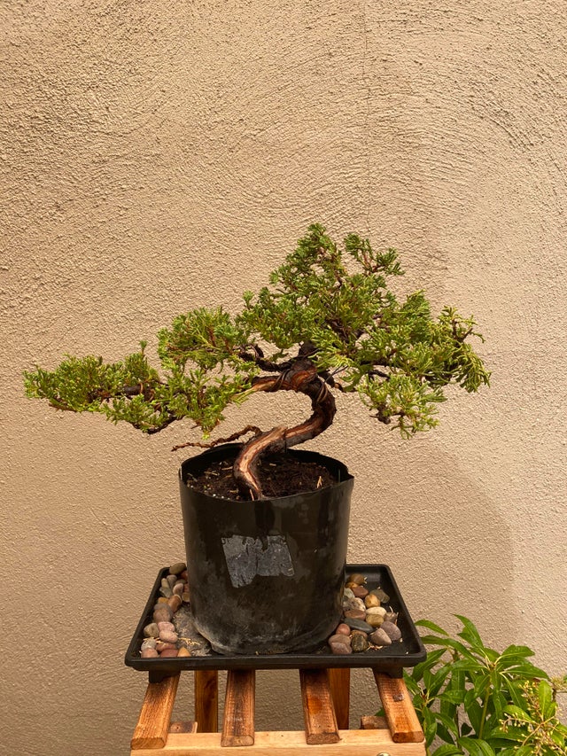 Detail Bonsai Model Miring Nomer 35