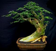 Detail Bonsai Model Miring Nomer 5