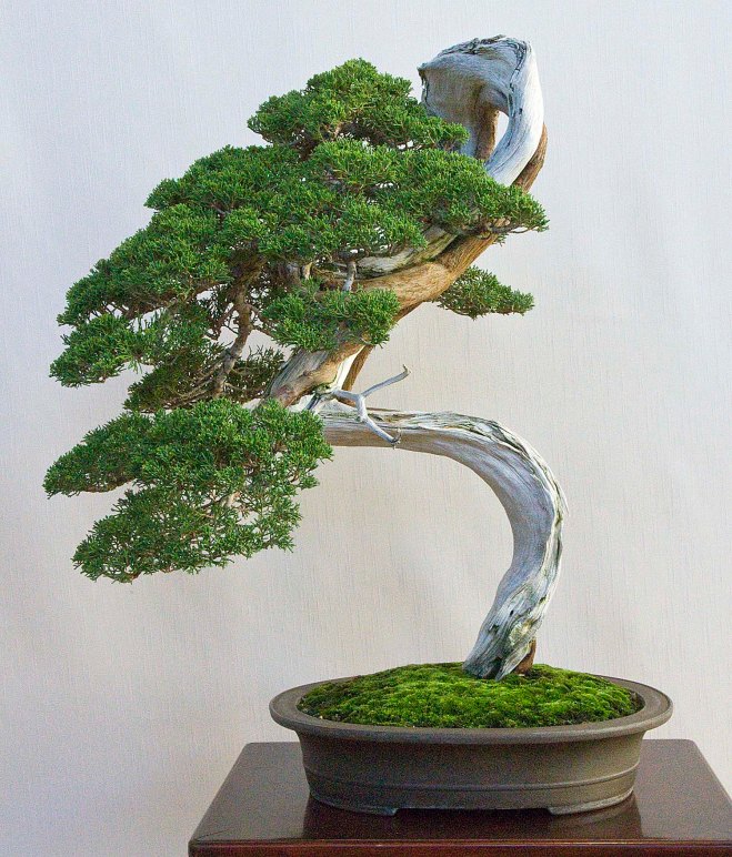 Detail Bonsai Model Miring Nomer 38