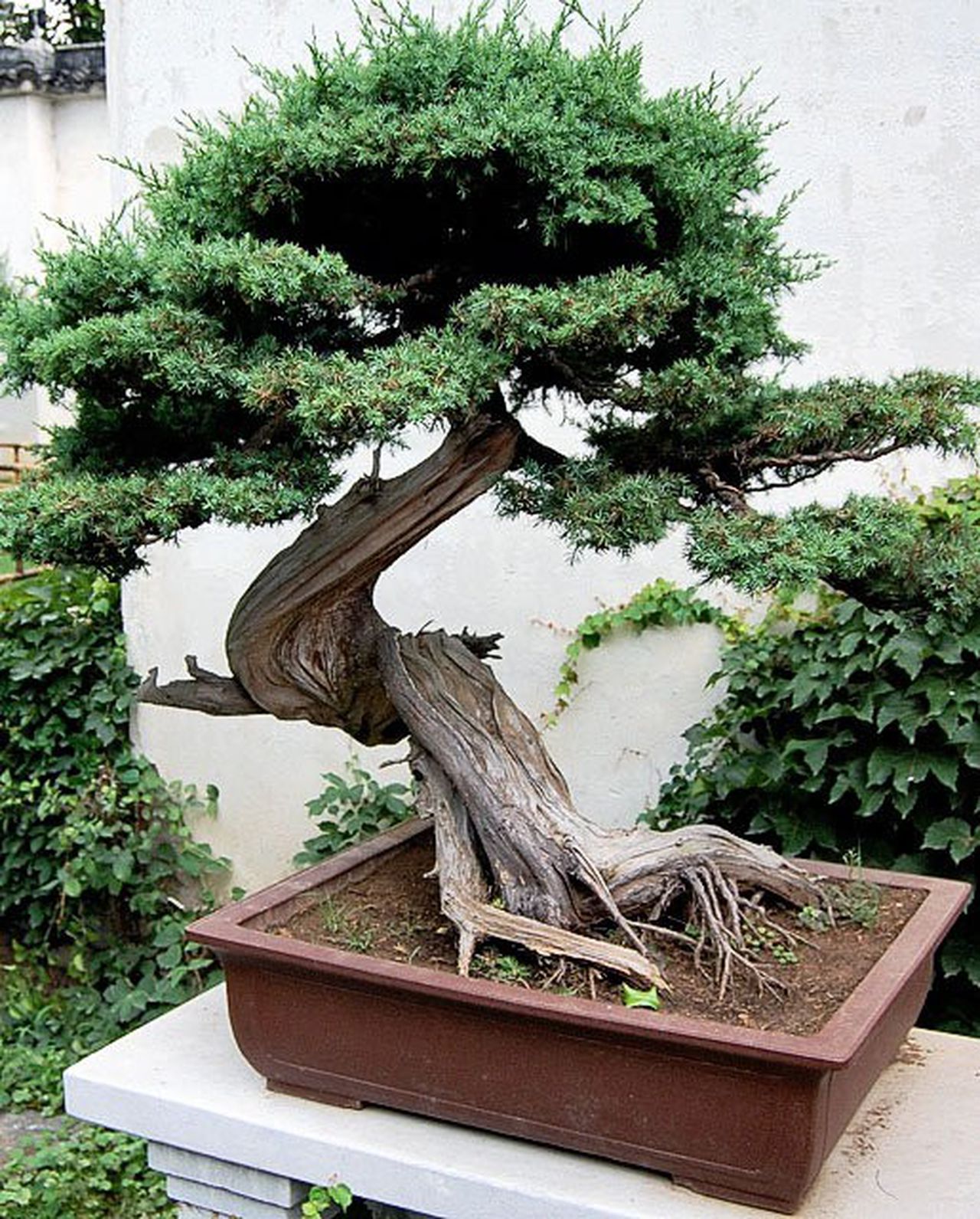 Detail Bonsai Model Miring Nomer 40