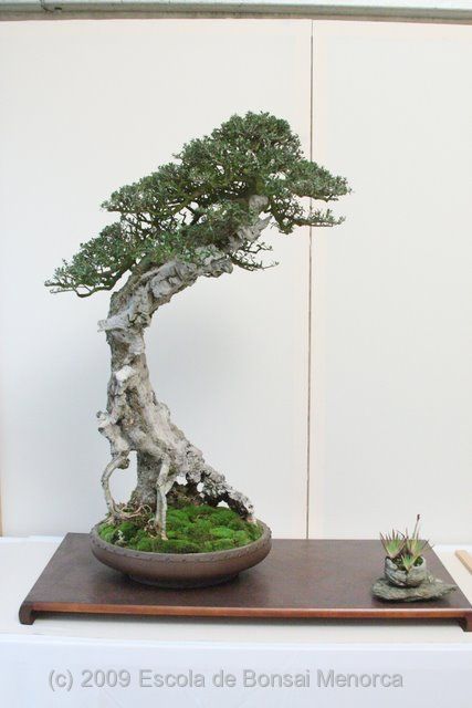 Detail Bonsai Model Miring Nomer 6