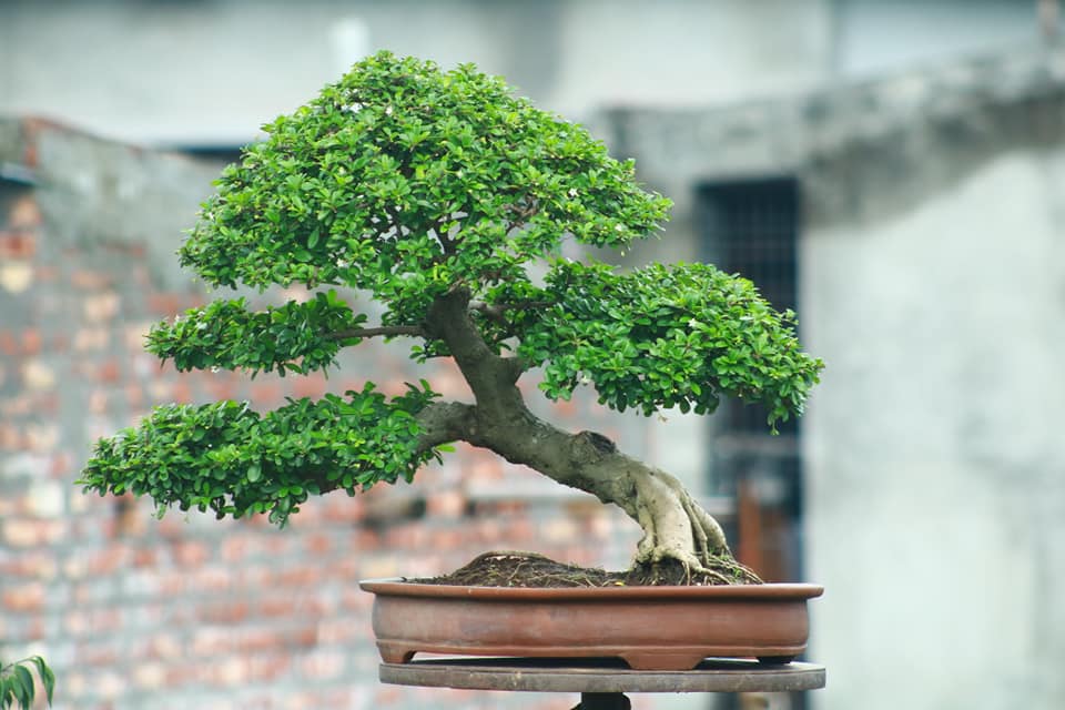 Detail Bonsai Model Miring Nomer 49