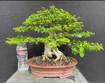 Detail Bonsai Model Miring Nomer 50