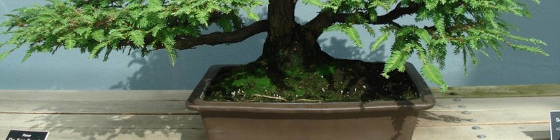 Detail Bonsai Model Miring Nomer 52