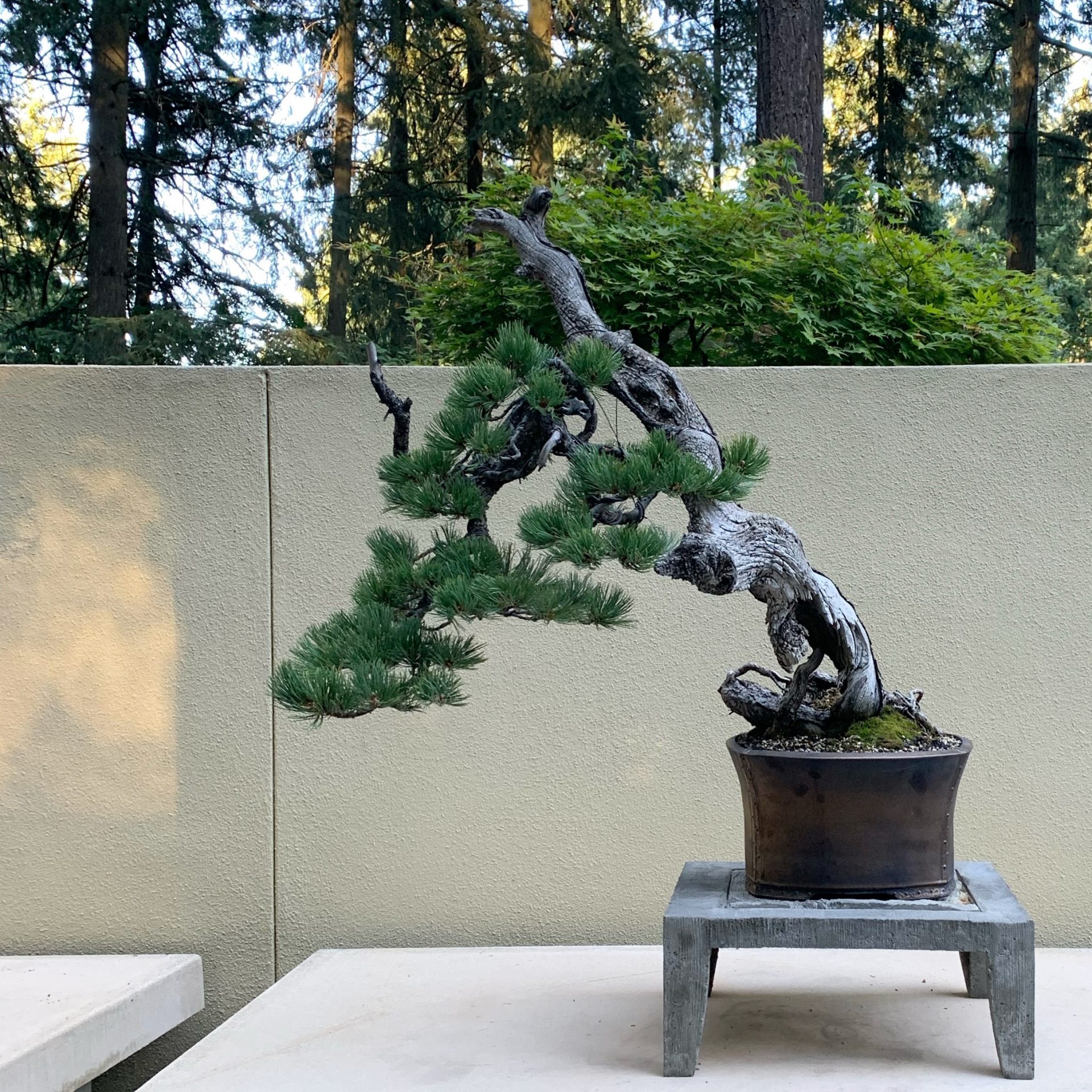 Detail Bonsai Model Miring Nomer 9