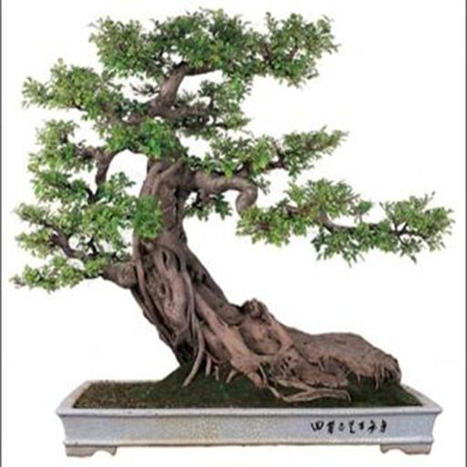 Detail Bonsai Model Miring Nomer 10