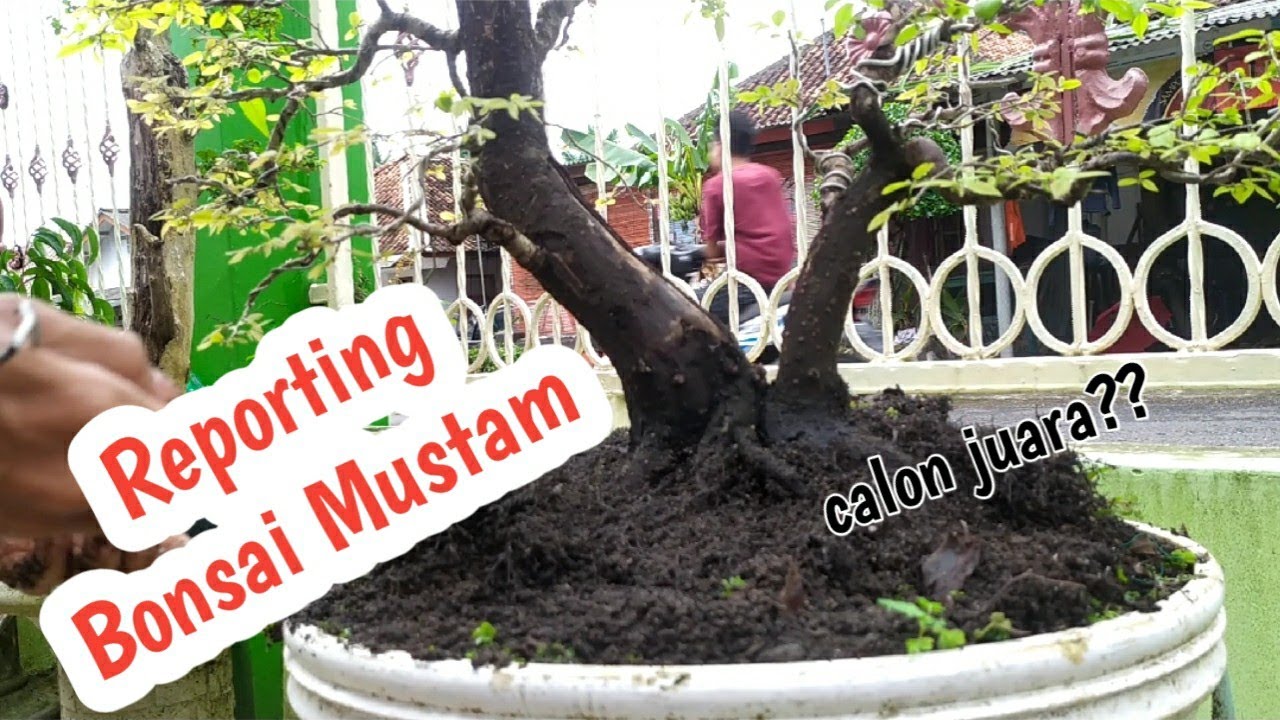 Detail Bonsai Mustam Juara Nomer 2