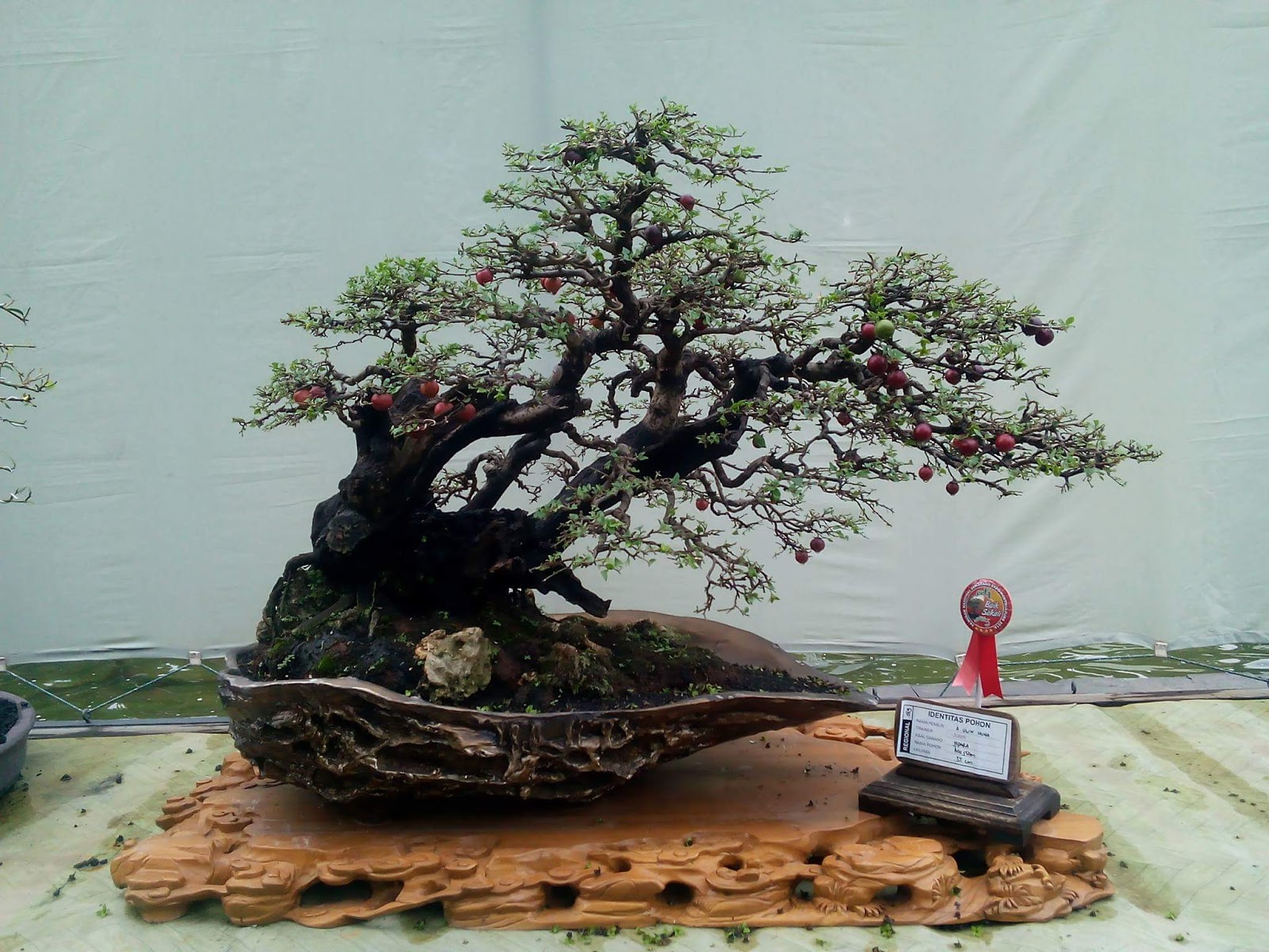 Detail Bonsai Mustam Juara Nomer 11