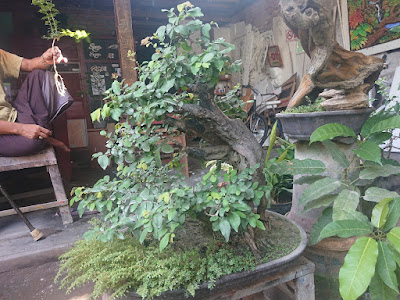 Detail Bonsai Mustam Juara Nomer 18