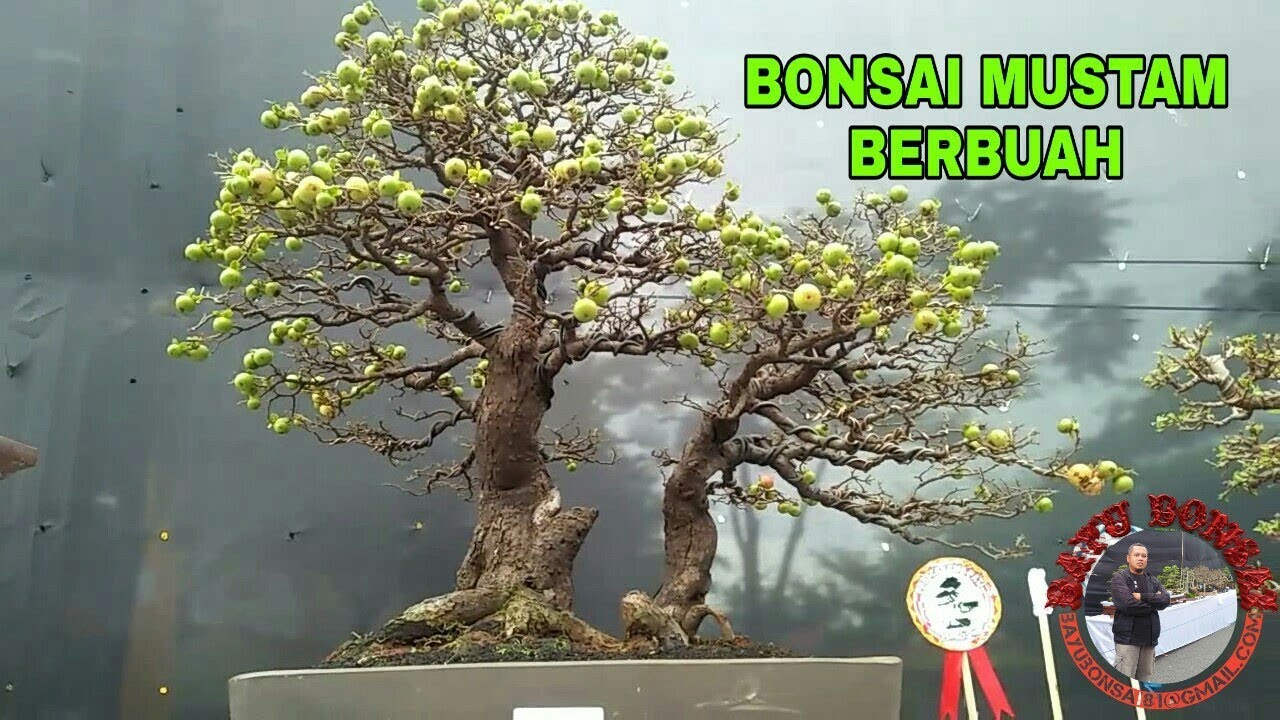 Detail Bonsai Mustam Juara Nomer 3