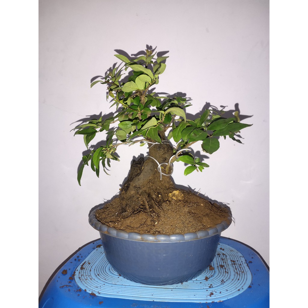 Detail Bonsai Mustam Juara Nomer 22