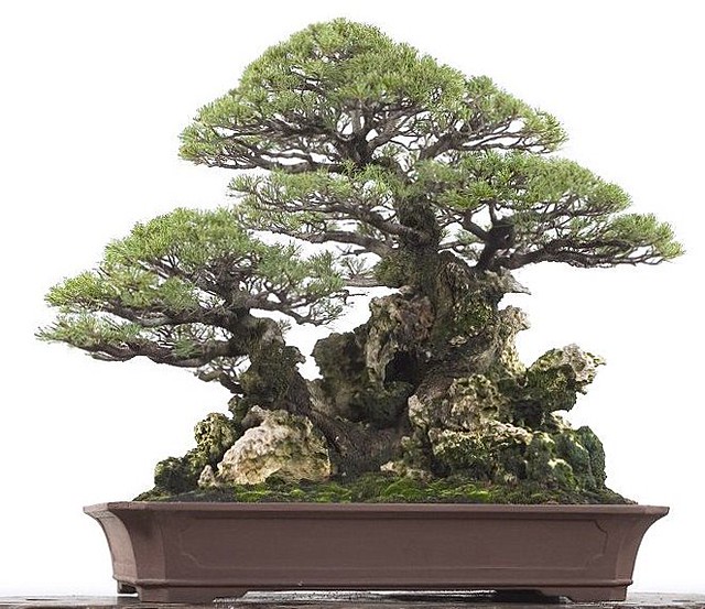 Detail Bonsai Mustam Juara Nomer 25