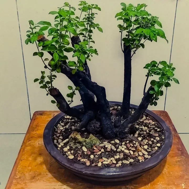 Detail Bonsai Mustam Juara Nomer 27