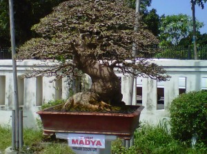 Detail Bonsai Mustam Juara Nomer 28