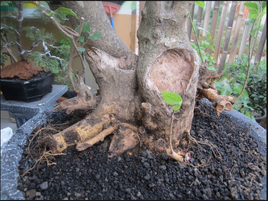 Detail Bonsai Mustam Juara Nomer 31