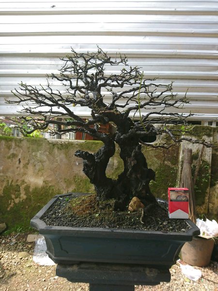 Detail Bonsai Mustam Juara Nomer 5