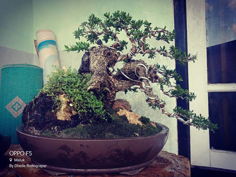 Detail Bonsai Mustam Juara Nomer 40