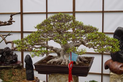 Detail Bonsai Mustam Juara Nomer 43