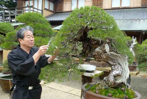 Detail Bonsai Mustam Juara Nomer 45