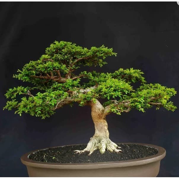 Detail Bonsai Mustam Juara Nomer 49