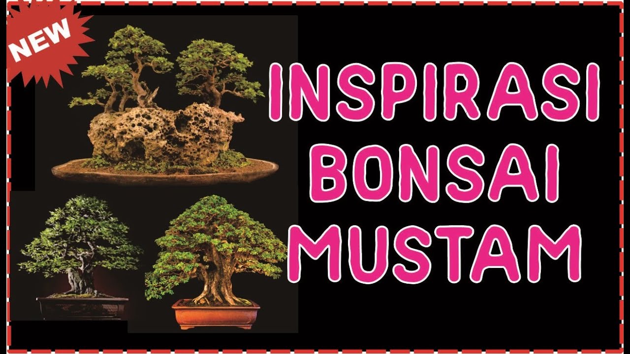 Detail Bonsai Mustam Juara Nomer 8