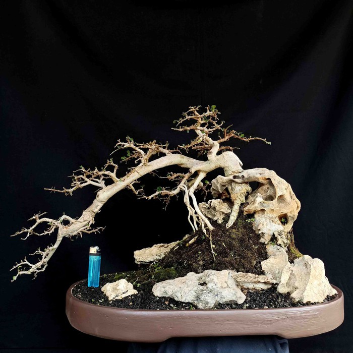 Detail Bonsai Penjing Jepang Nomer 44