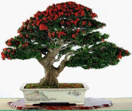 Detail Bonsai Penjing Jepang Nomer 56