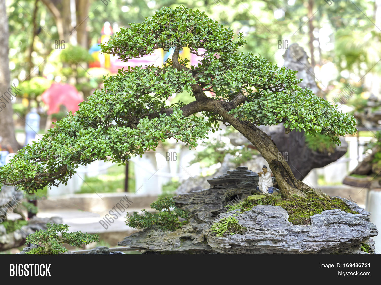 Detail Bonsai Penjing Vietnam Nomer 25