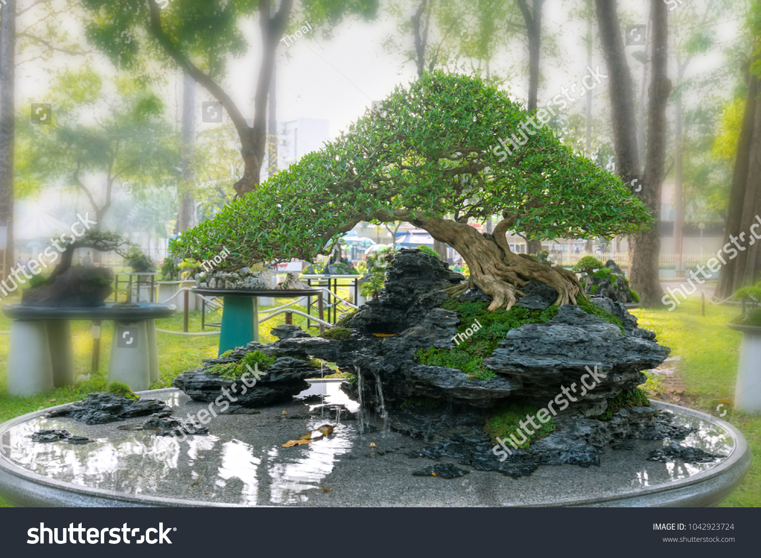 Detail Bonsai Penjing Vietnam Nomer 7