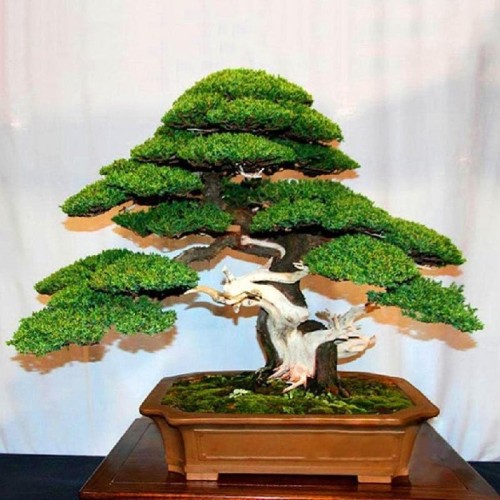 Bonsai Pinus Jepang - KibrisPDR