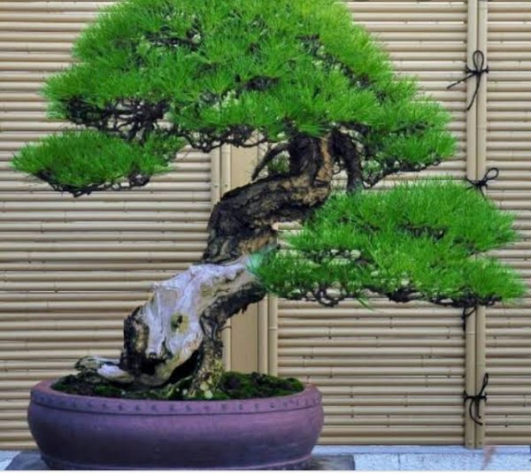 Detail Bonsai Pinus Jepang Nomer 2