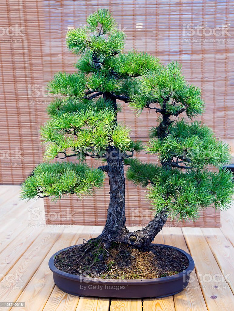 Detail Bonsai Pinus Jepang Nomer 12