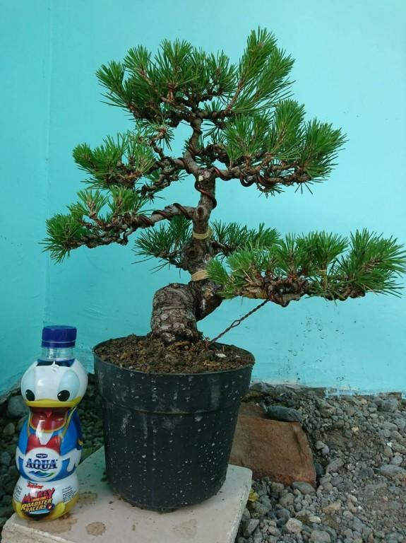 Detail Bonsai Pinus Jepang Nomer 13