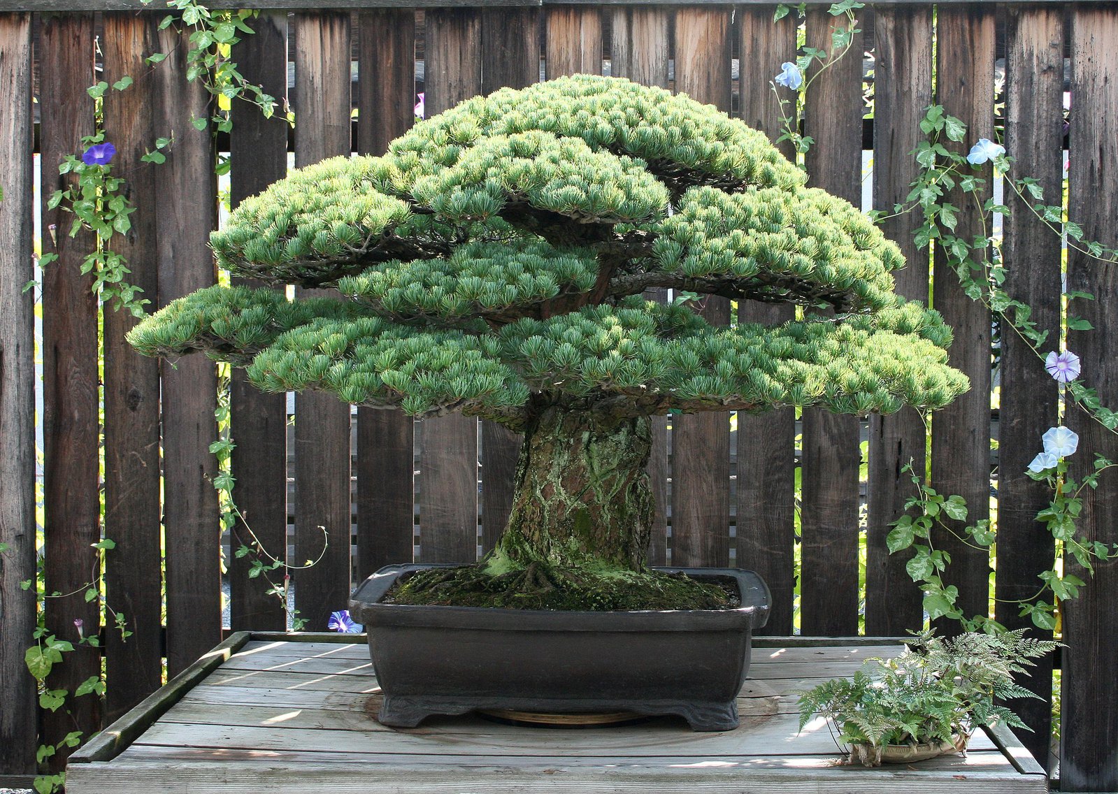 Detail Bonsai Pinus Jepang Nomer 14