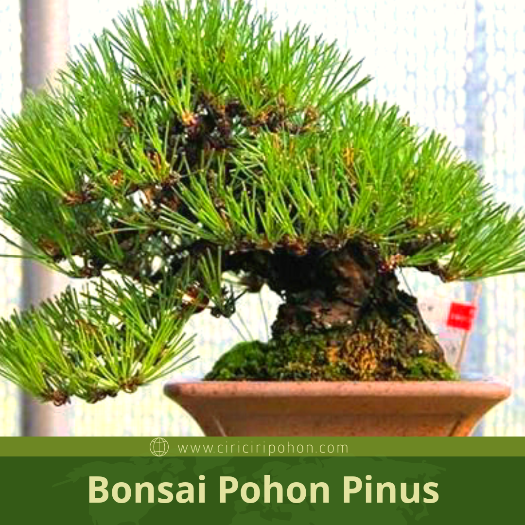 Detail Bonsai Pinus Jepang Nomer 16