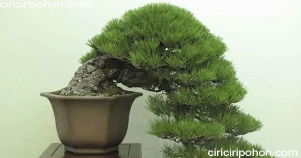 Detail Bonsai Pinus Jepang Nomer 17