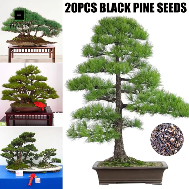 Detail Bonsai Pinus Jepang Nomer 18