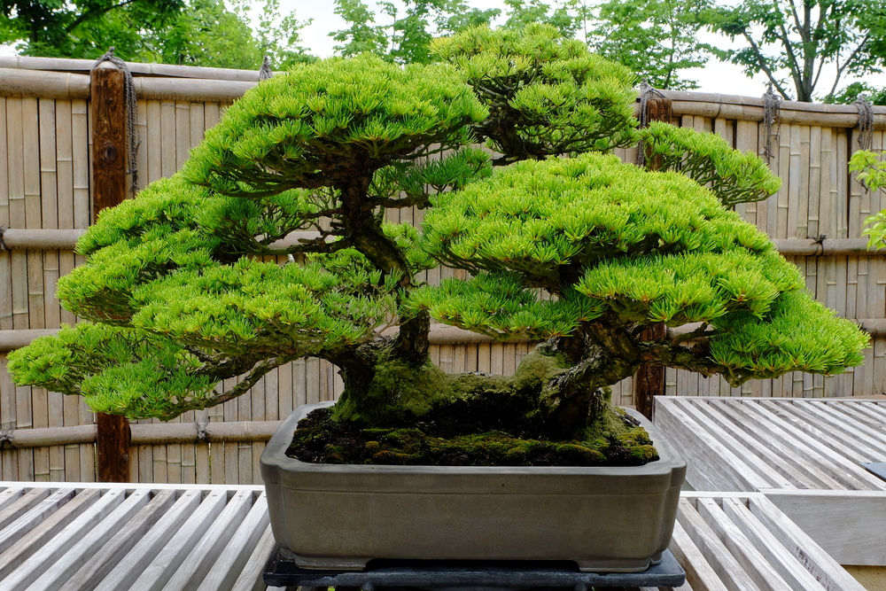 Detail Bonsai Pinus Jepang Nomer 19