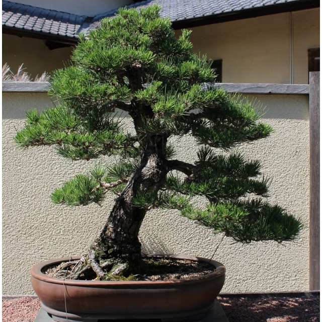 Detail Bonsai Pinus Jepang Nomer 3