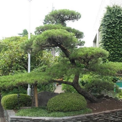 Detail Bonsai Pinus Jepang Nomer 21