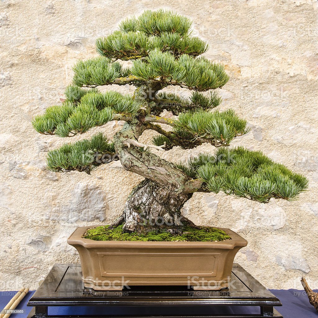 Download Bonsai Pinus Jepang Nomer 22