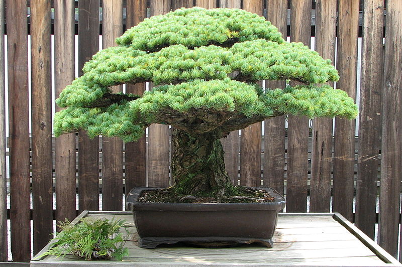 Detail Bonsai Pinus Jepang Nomer 23