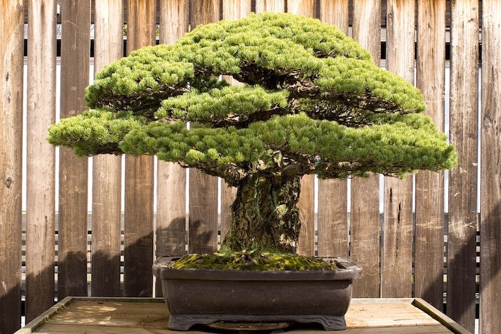 Download Bonsai Pinus Jepang Nomer 26