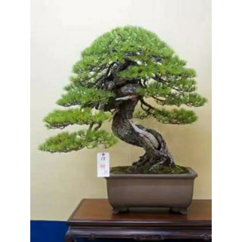 Detail Bonsai Pinus Jepang Nomer 28