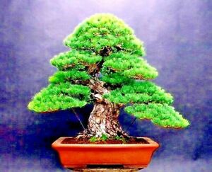 Detail Bonsai Pinus Jepang Nomer 30